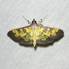 Diacme elealis