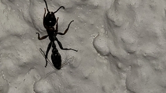 Pseudomyrmex gracilis