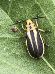 Trirhabda bacharidis