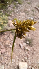 Cyperus