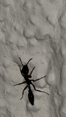 Pseudomyrmex gracilis