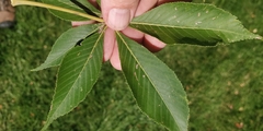 Aesculus flava
