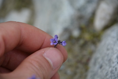 Veronica wormskjoldii