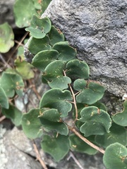 Pellaea cordifolia