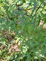 Epilobium coloratum