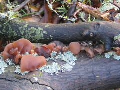 Exidia