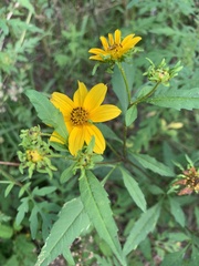 Bidens polylepis