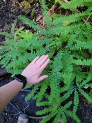 Adiantum aleuticum