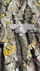 Iridopsis defectaria