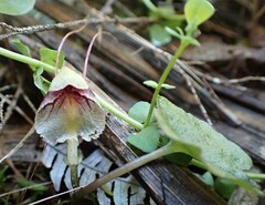 Corybas trilobus aggregate