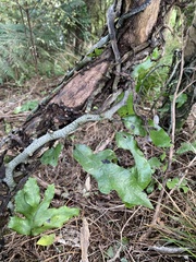 Microsorum pustulatum