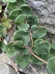 Pellaea cordifolia