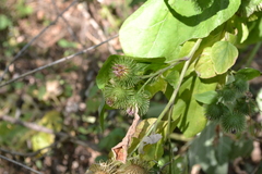 Arctium nemorosum