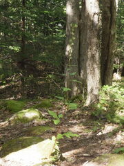 Nabalus trifoliolatus