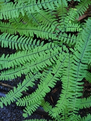 Adiantum aleuticum