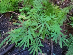 Adiantum aleuticum