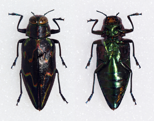 Actenodes nobilis