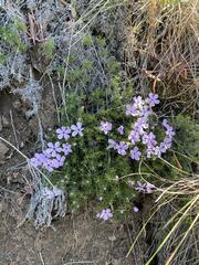 Phlox hoodii