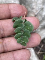 Pellaea cordifolia