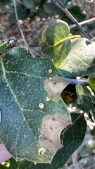 Dryocosmus minusculus