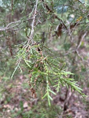 Juniperus virginiana