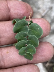 Pellaea cordifolia