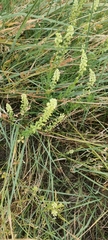 Reseda lutea