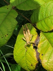 Melanoplus differentialis