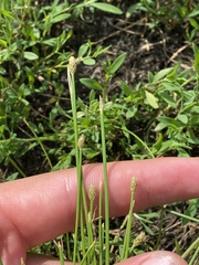 Eleocharis engelmannii