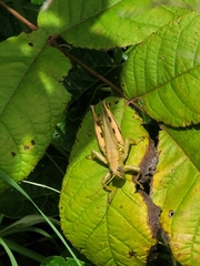 Melanoplus differentialis