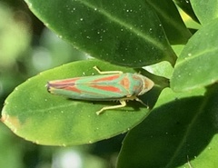 Graphocephala coccinea