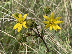 Silphium asteriscus