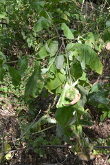 Arctium nemorosum