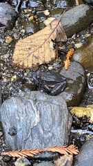 Rana boylii