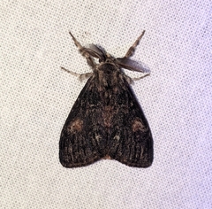 Orgyia pseudotsugata