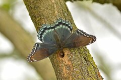 Limenitis arthemis astyanax