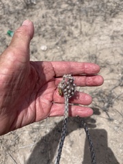 Peniocereus striatus