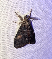 Orgyia pseudotsugata