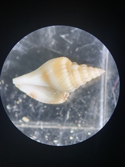 Strombus alatus