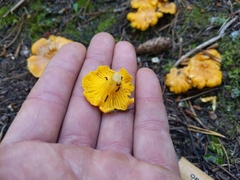 Cantharellus roseocanus