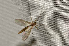 Macrocera
