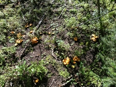 Cantharellus roseocanus
