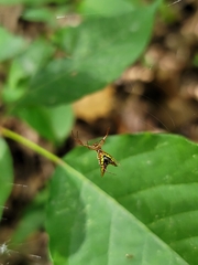 Micrathena sagittata