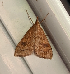 Udea profundalis