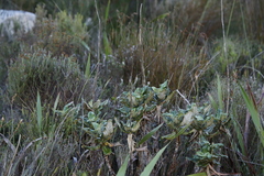 Hermas villosa
