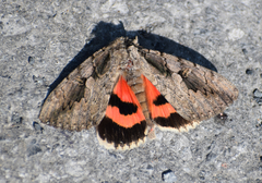 Catocala amatrix