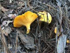 Cantharellus roseocanus