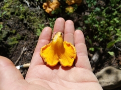 Cantharellus roseocanus