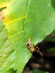 Micrathena sagittata