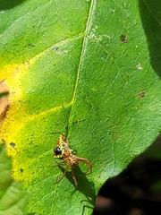 Micrathena sagittata